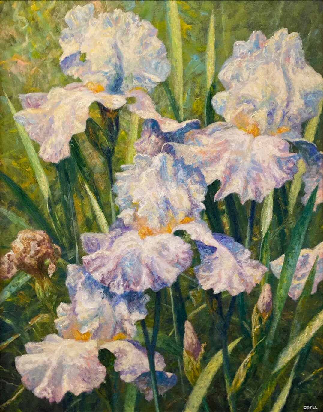 Irises (Flags)